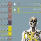 Applied Kinesiology Chart, set of 3 anatomy chart for clinics Applied Kinesiology Chart, set of 3 anatomy chart for clinics