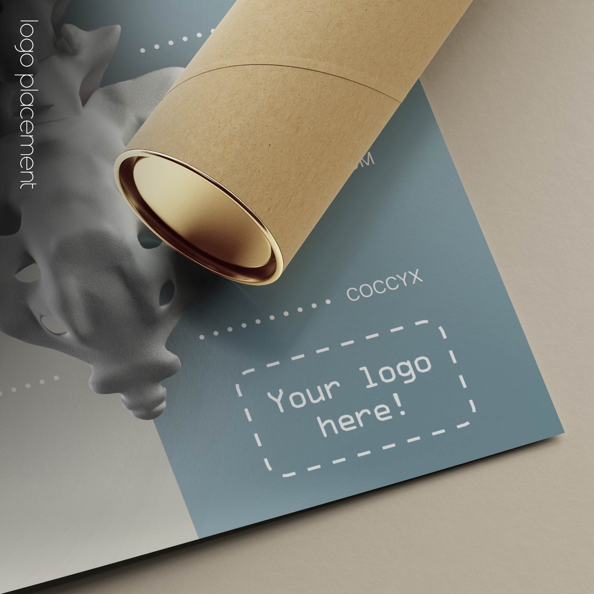 Fonction des Nerfs Spinaux