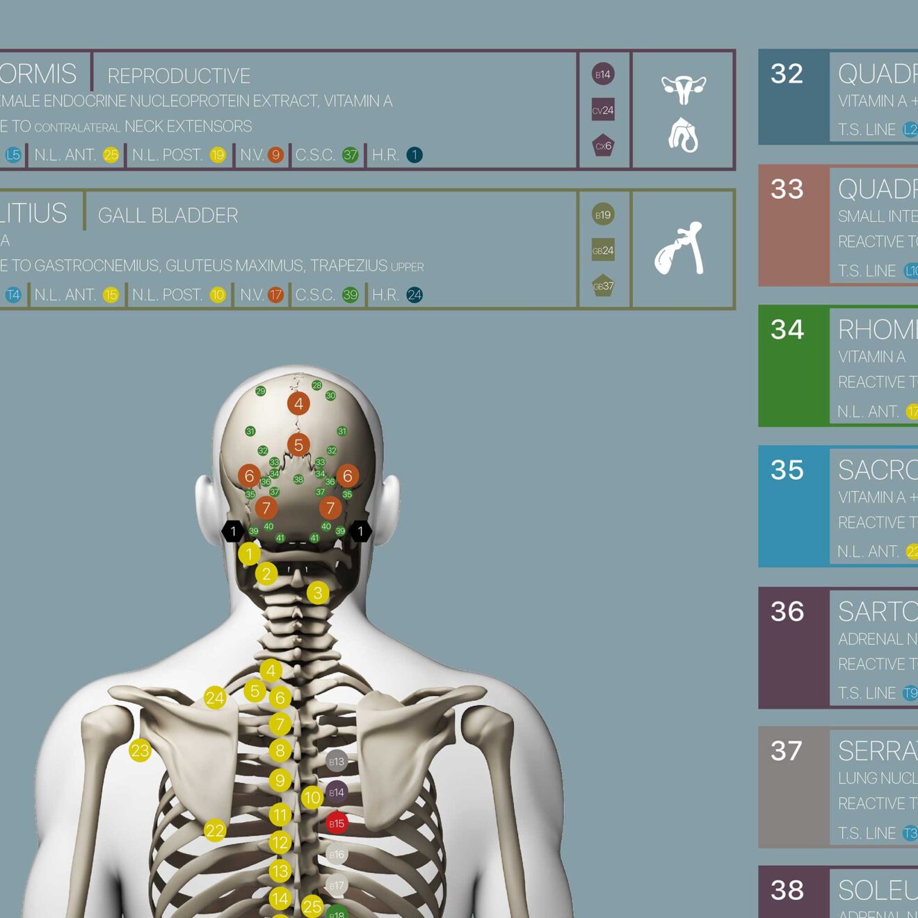 Applied Kinesiology Chart from educare.design