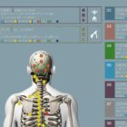Applied Kinesiology Chart, set of 3 anatomy chart for clinics Applied Kinesiology Chart, set of 3 anatomy chart for clinics