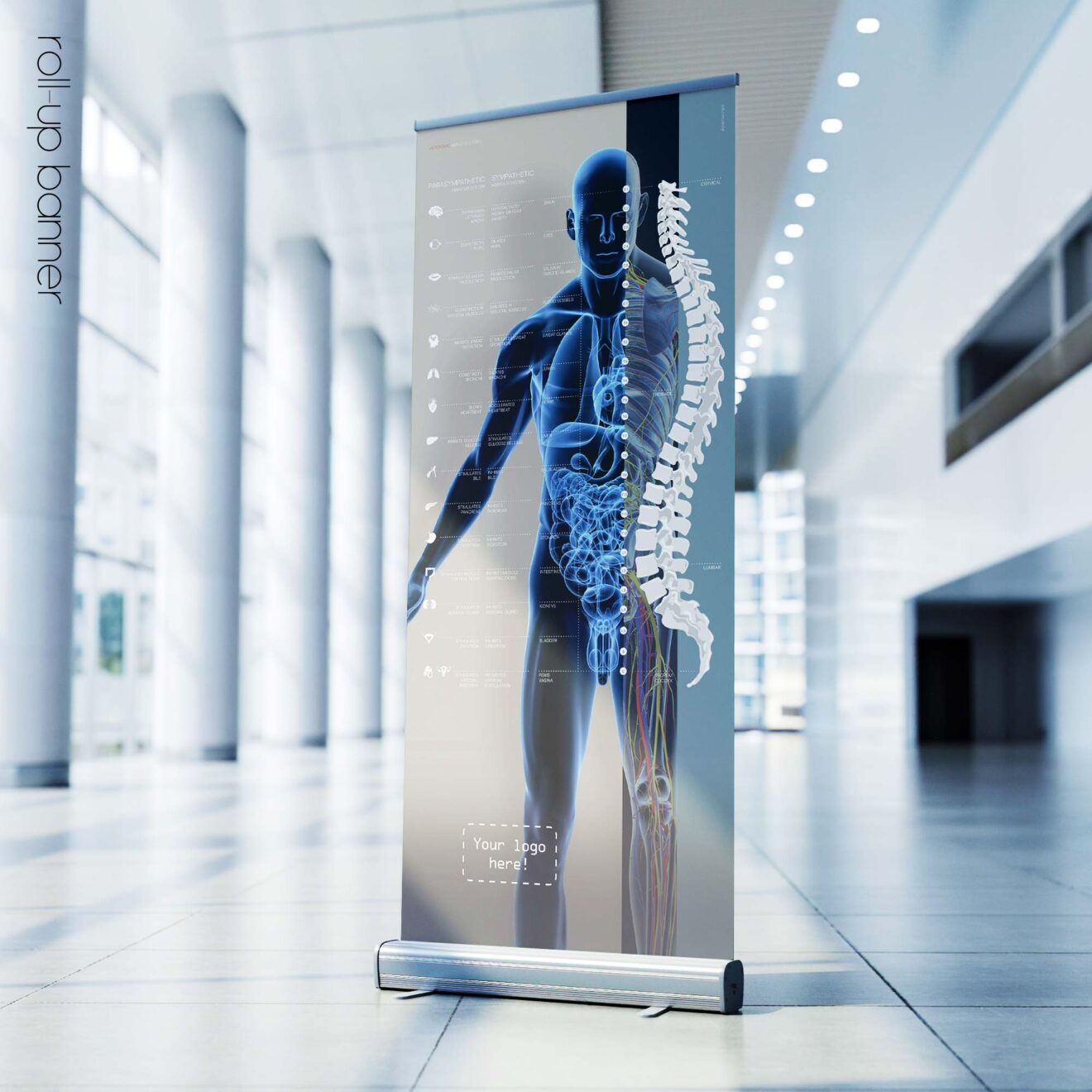 Autonomic Nervous System