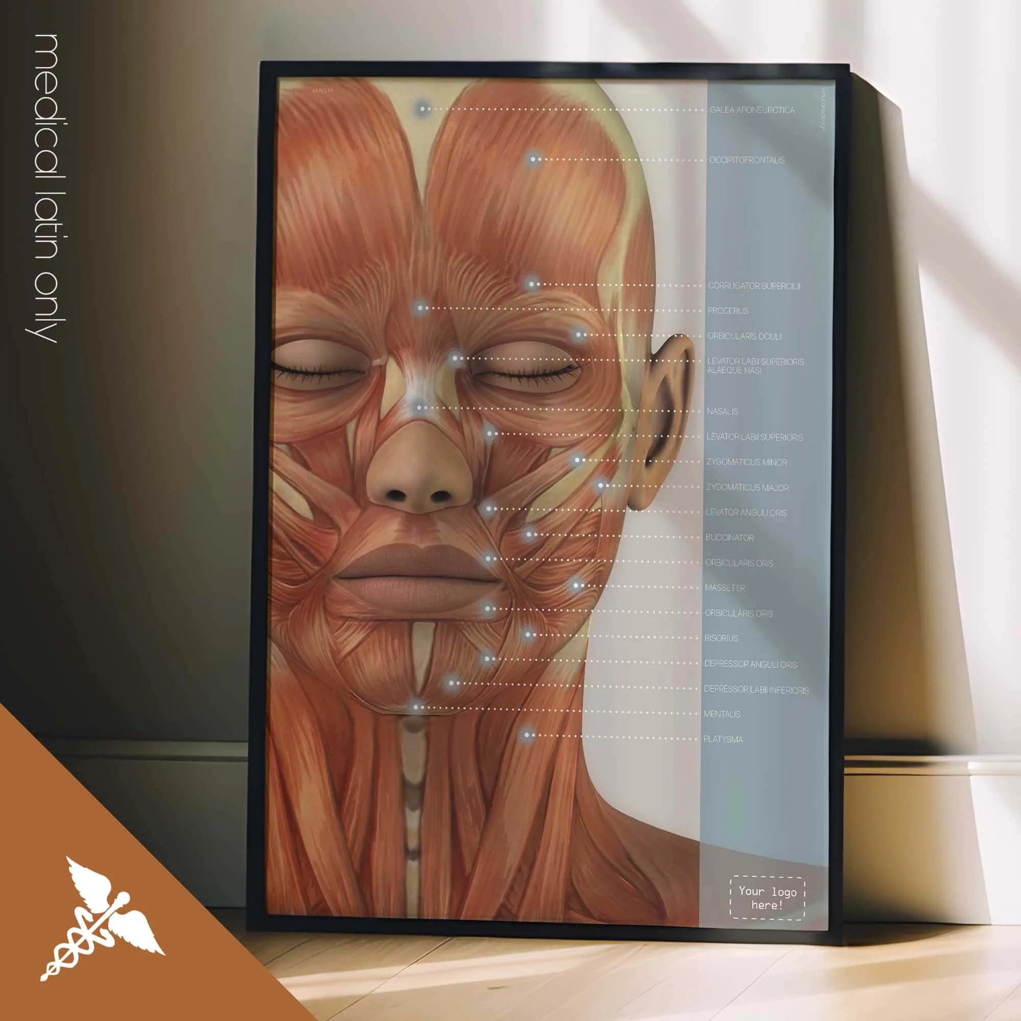 Craniofacial Muscles anatomy chart for clinics