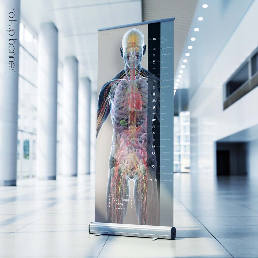 Internal organs and the endocrine system