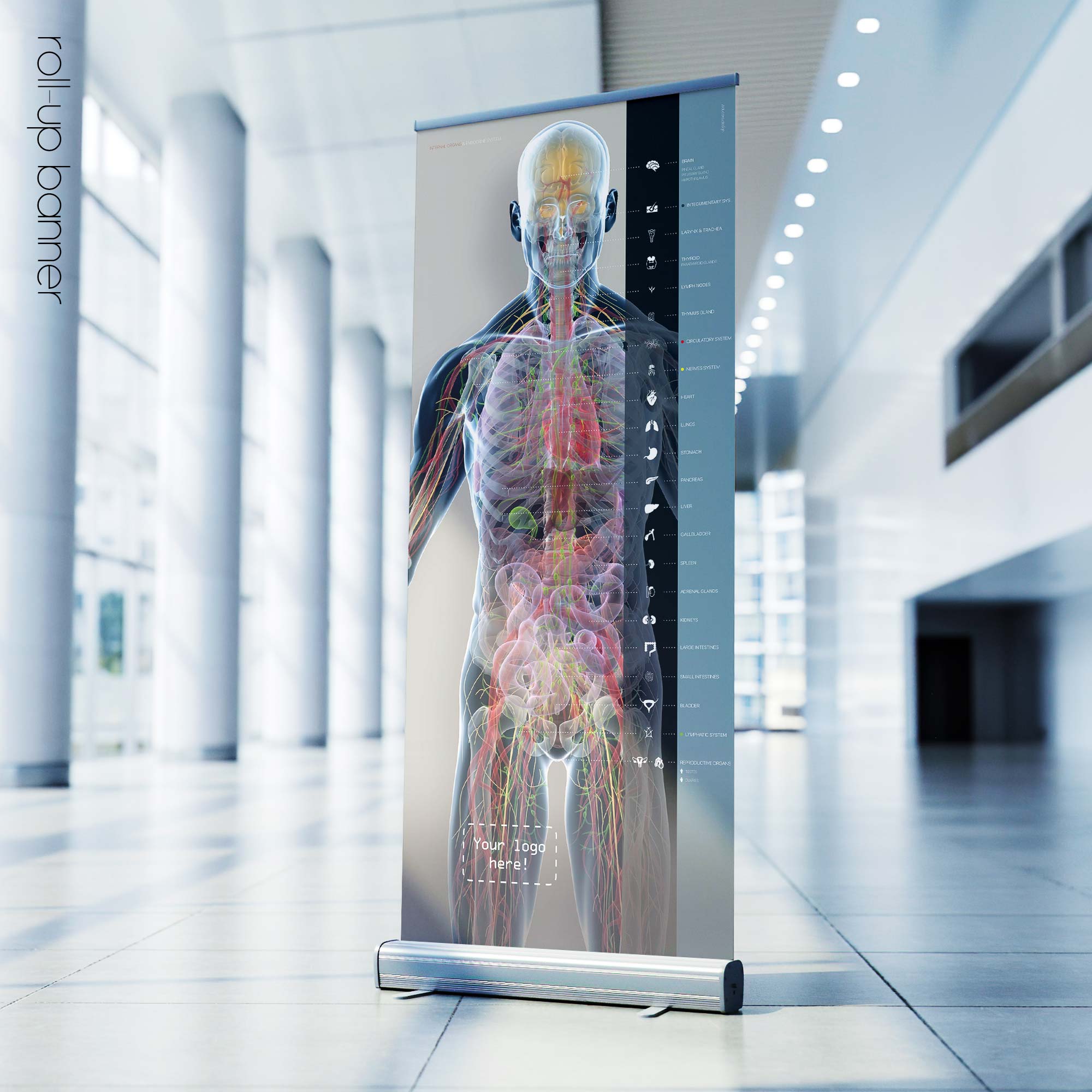 Internal organs and the endocrine system