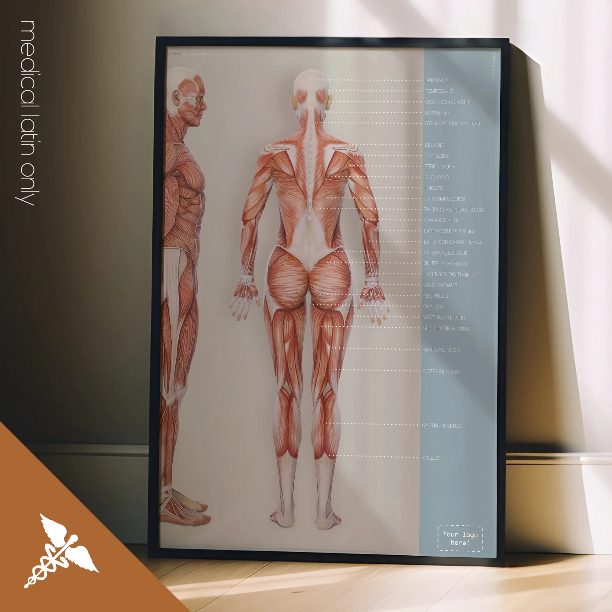 Posterior Muscular System anatomy chart for clinics