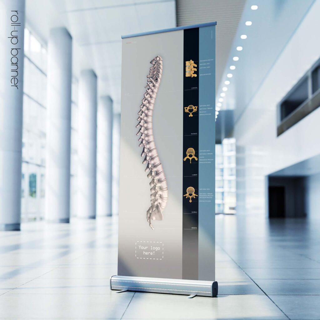 07 vertebral column – Premium Anatomy Chart by educare.design