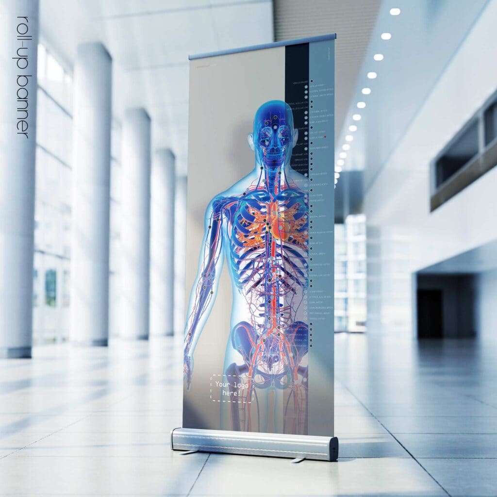 Cardiovascular System artwork from educare.design