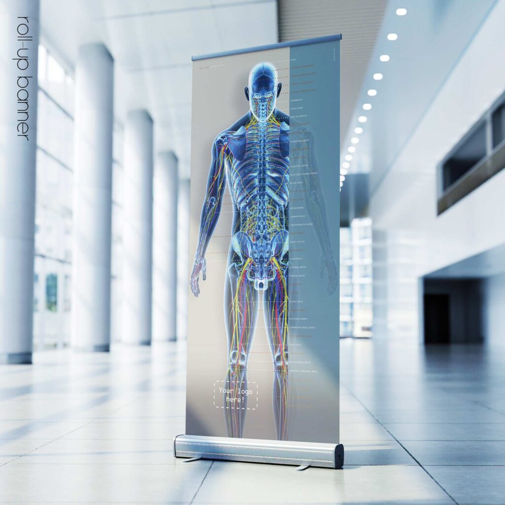 Circulatory and Nerves Systems. Anatomy and physiology artwork from educare.design