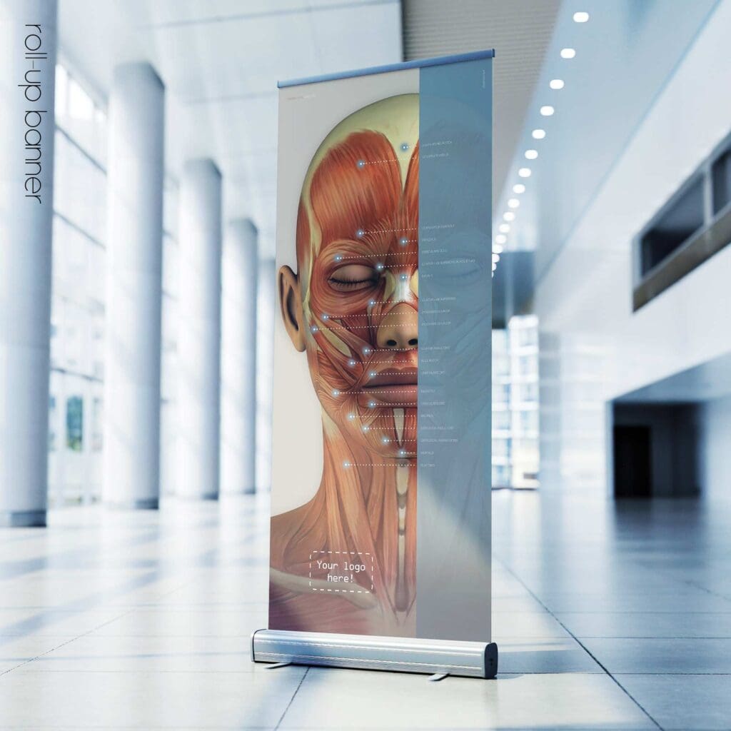 Craniofacial Muscles. Anatomy and physiology artwork from educare.design