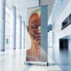 Muscles cranio-faciaux. Dessin d'anatomie et de physiologie d'educare.design