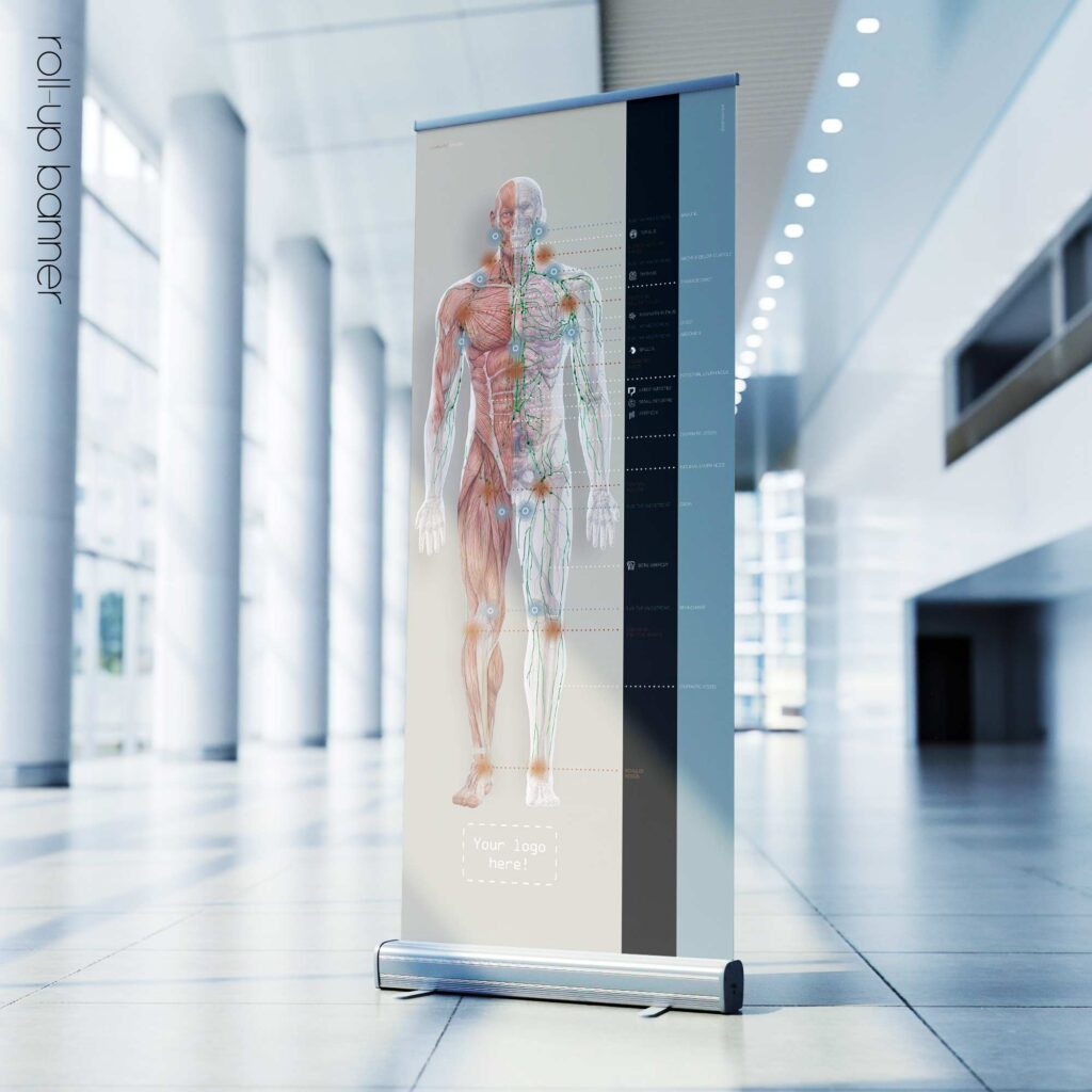 Lymphatic System Roll-up banner. Anatomy and physiology artwork from educare.design