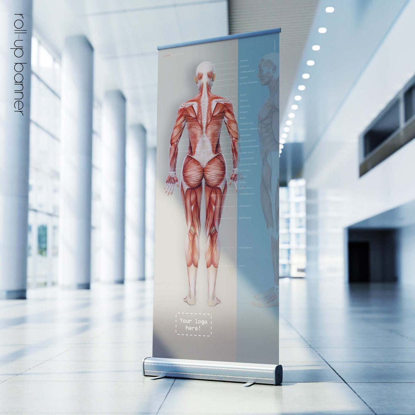 Muscular System rollup banner
