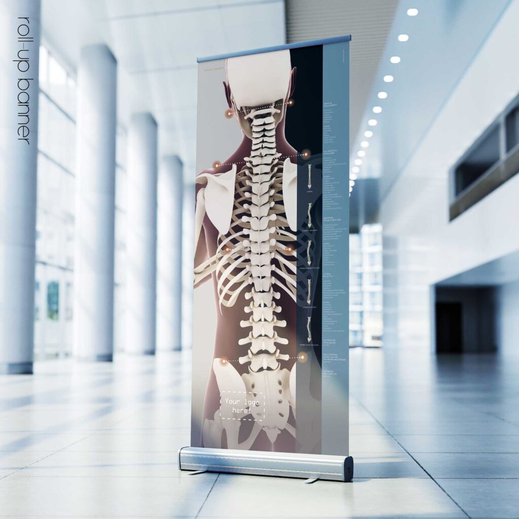 Postural Assessment and Scoliosis. Anatomy and physiology artwork from educare.design