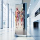 Sclerotomes Pain Map – educare.design Mappa del dolore degli sclerotomi. Opere d'arte di anatomia e fisiologia da educare.design