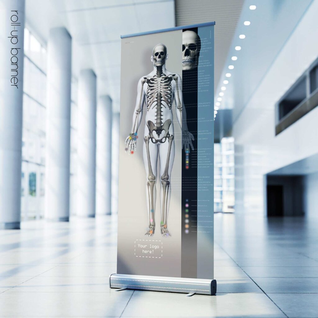 Skeletal System roll-up banner. Anatomy and physiology artwork from educare.design