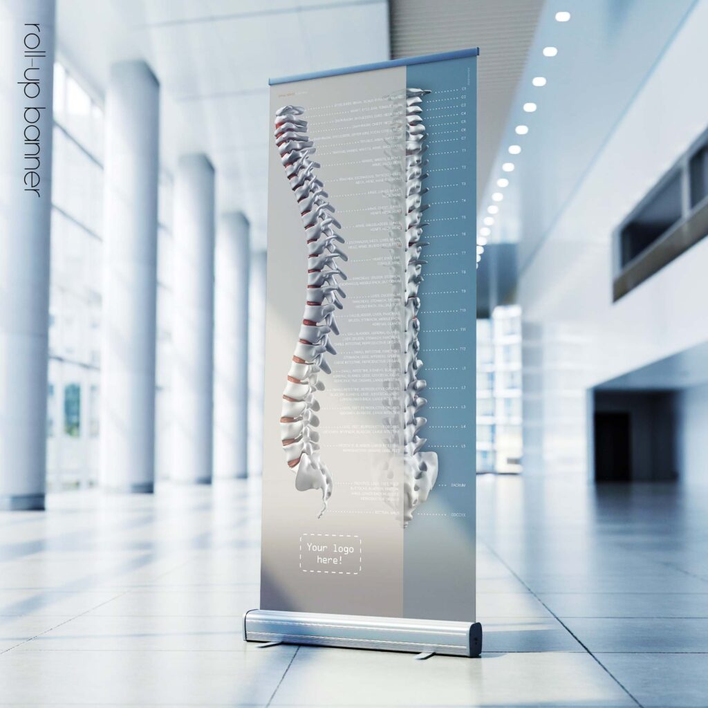 Spinal Nerves Function