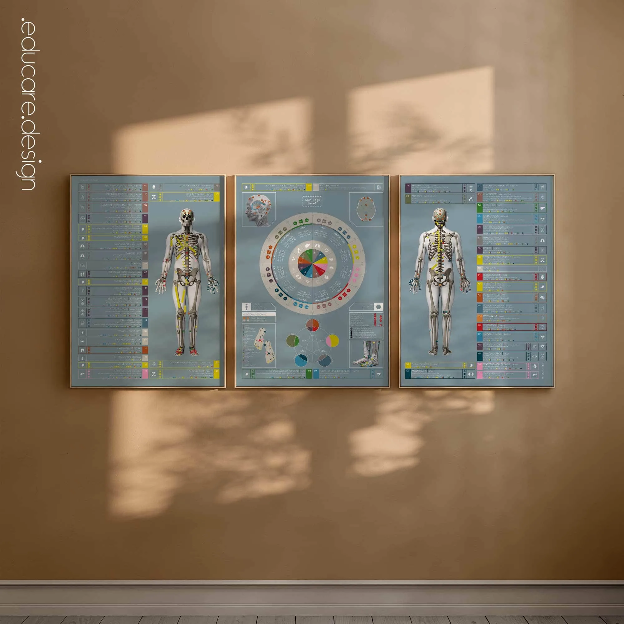 Applied Kinesiology Chart, set of 3 anatomy chart for clinics Applied Kinesiology Chart, set of 3 anatomy chart for clinics