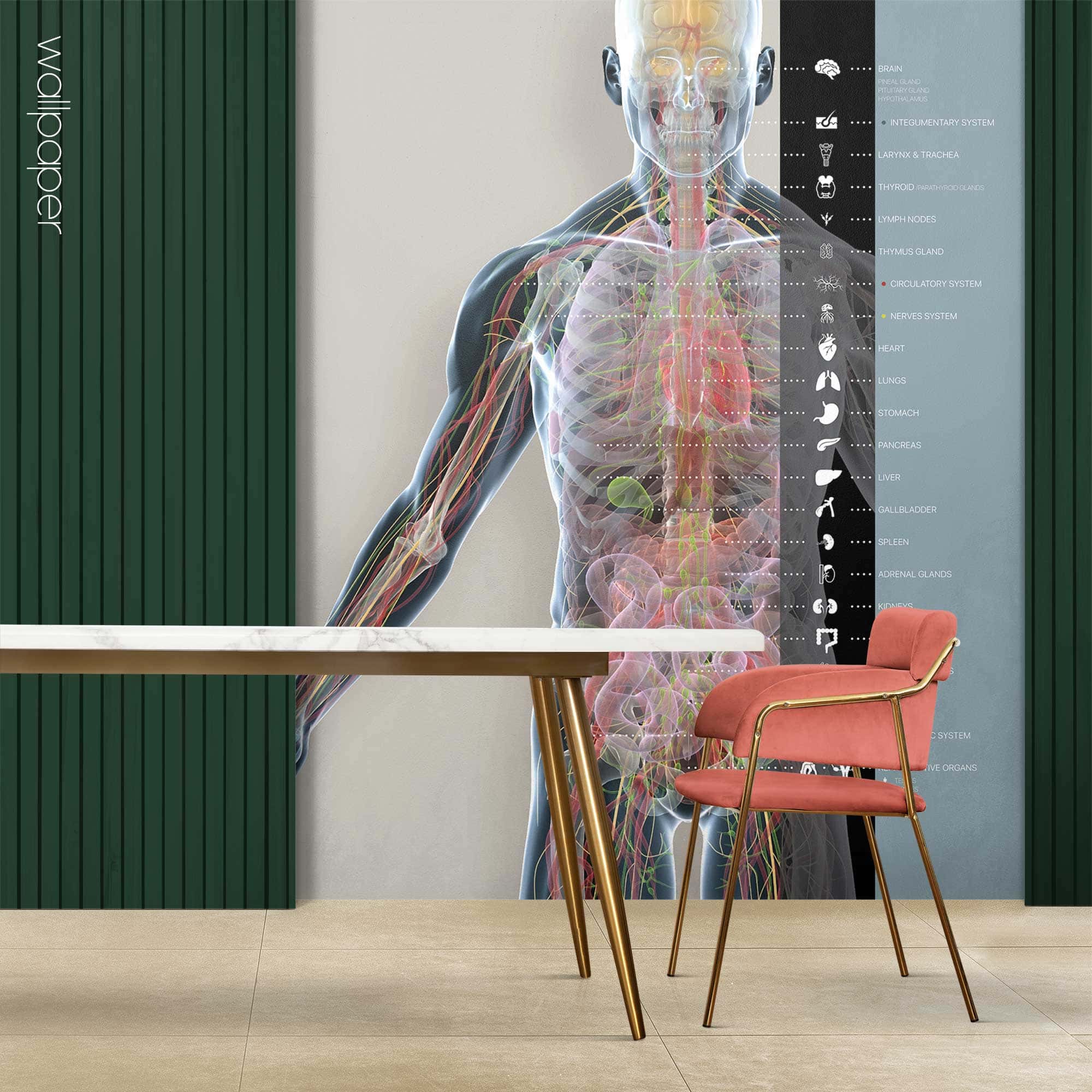 Organs and Endocrine System. Custom made wallpaper for healthcare clinics.