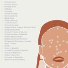 Abstract Anterior Cranial Bones anatomy chart for clinics