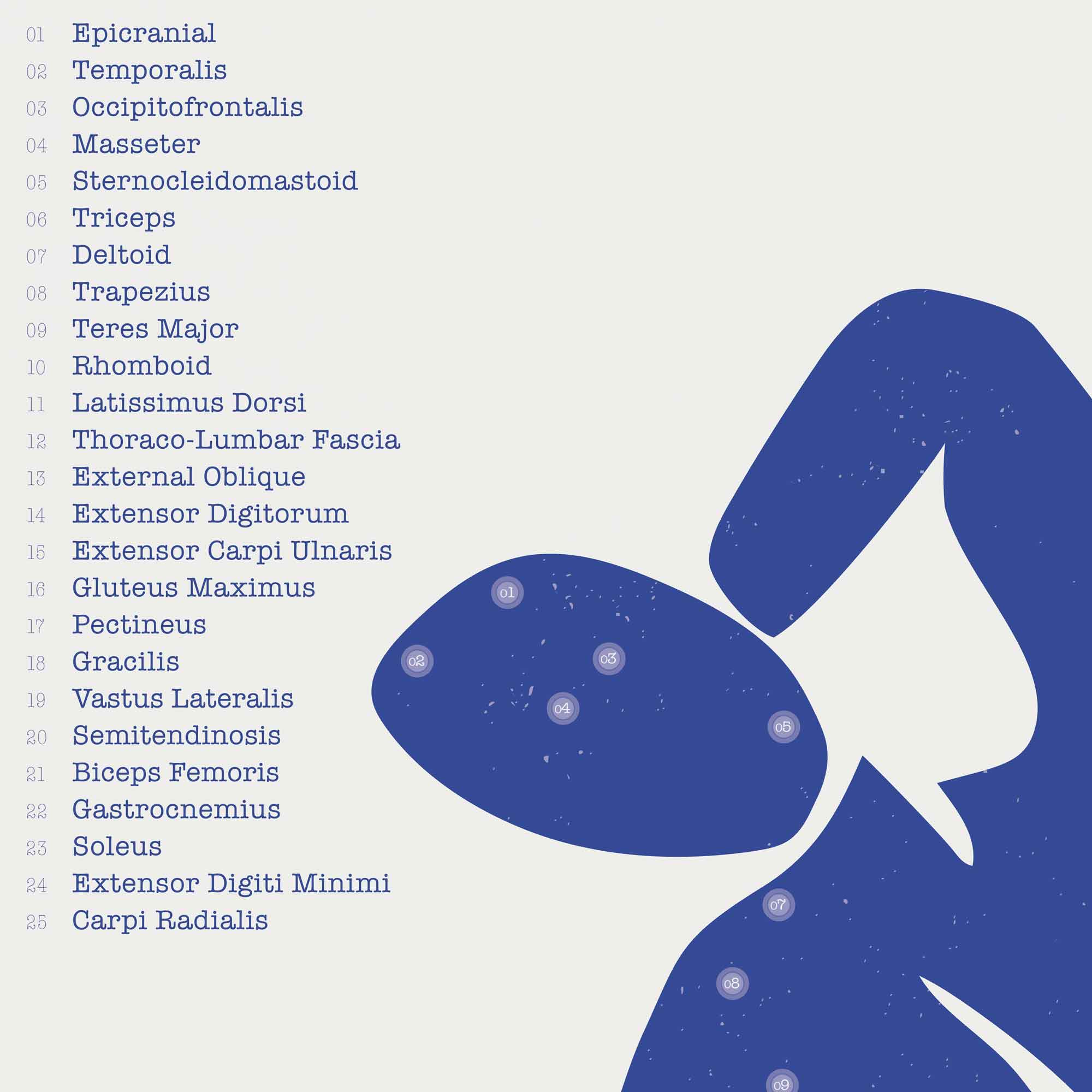 Abstract anatomy art