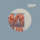 NRP: Neurolymphatic Reflex Points anatomy chart for clinics