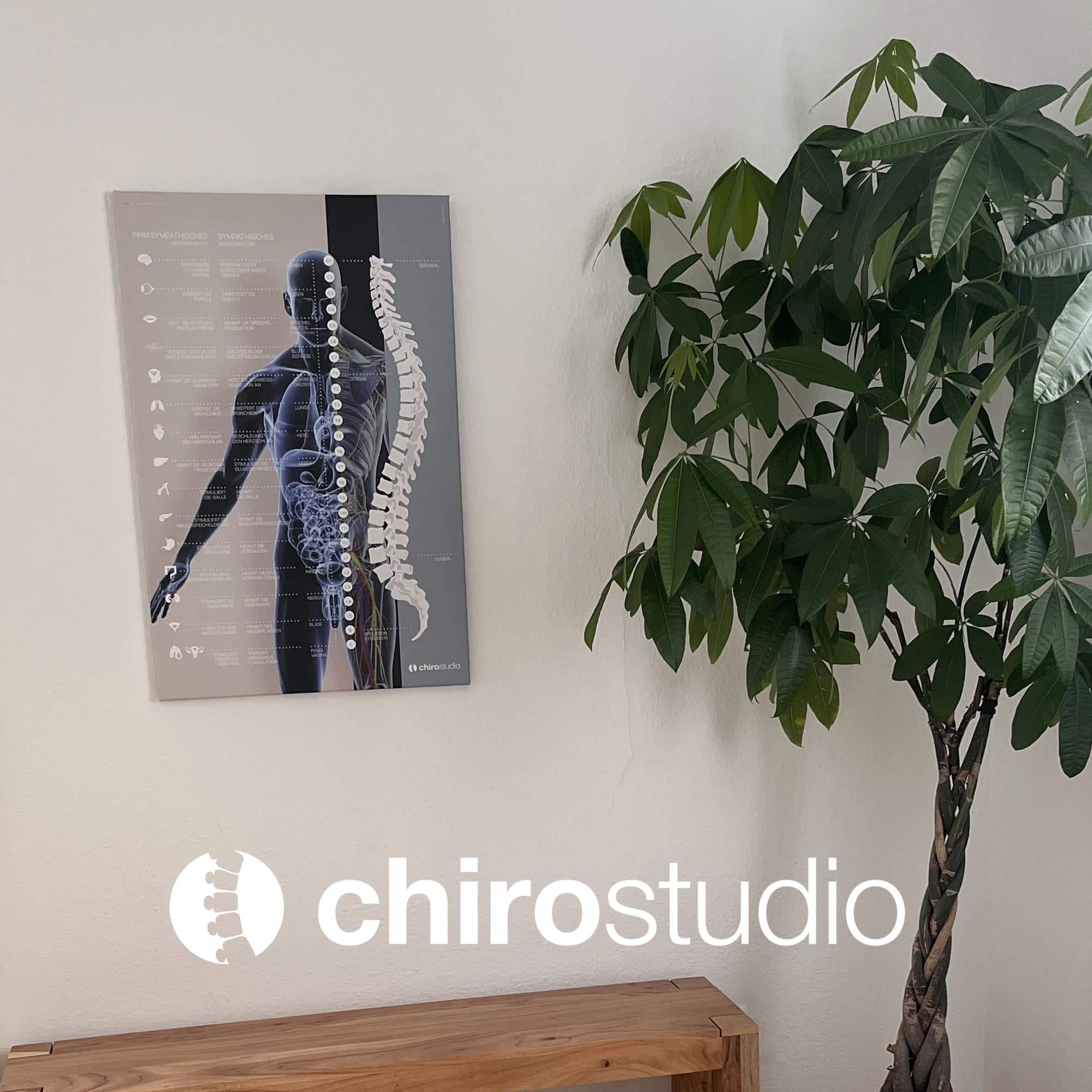 chirostudio 02 – Premium Anatomy Chart by educare.design