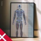 Systèmes circulatoire et nerveux. Dessin d'anatomie et de physiologie d'educare.design