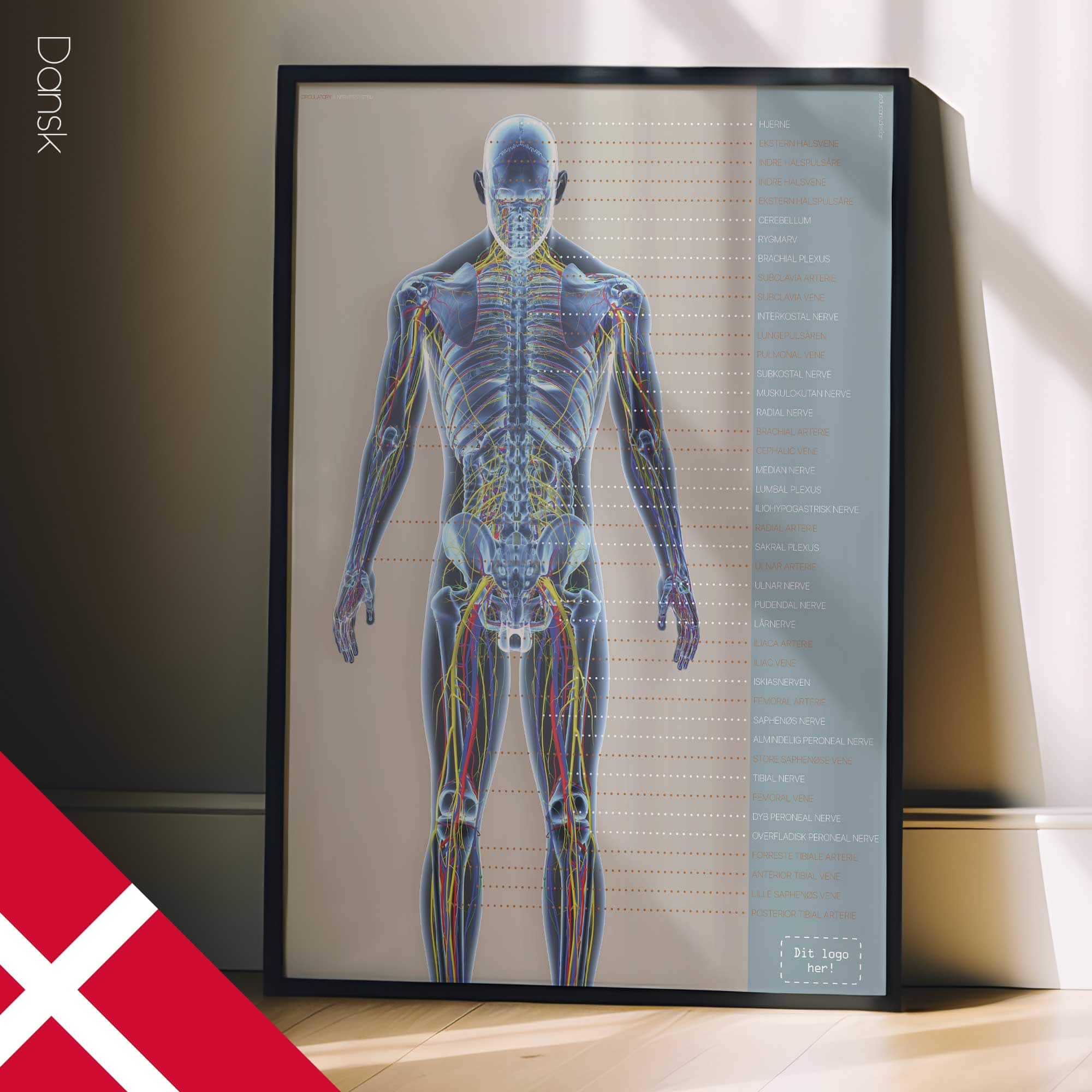 Systèmes circulatoire et nerveux. Dessin d'anatomie et de physiologie d'educare.design