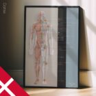 Lymphatisches System, Anatomie und Physiologie Kunstwerke von educare.design