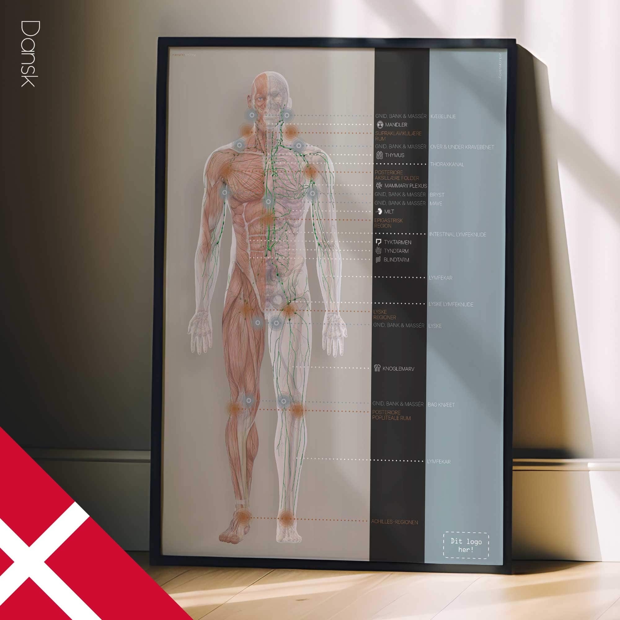 Lymphatisches System, Anatomie und Physiologie Kunstwerke von educare.design