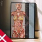 Nutritional Energy Reflex Points (NERP) – educare.design Points réflexes de l'énergie nutritionnelle. Dessin d'anatomie et de physiologie d'educare.design