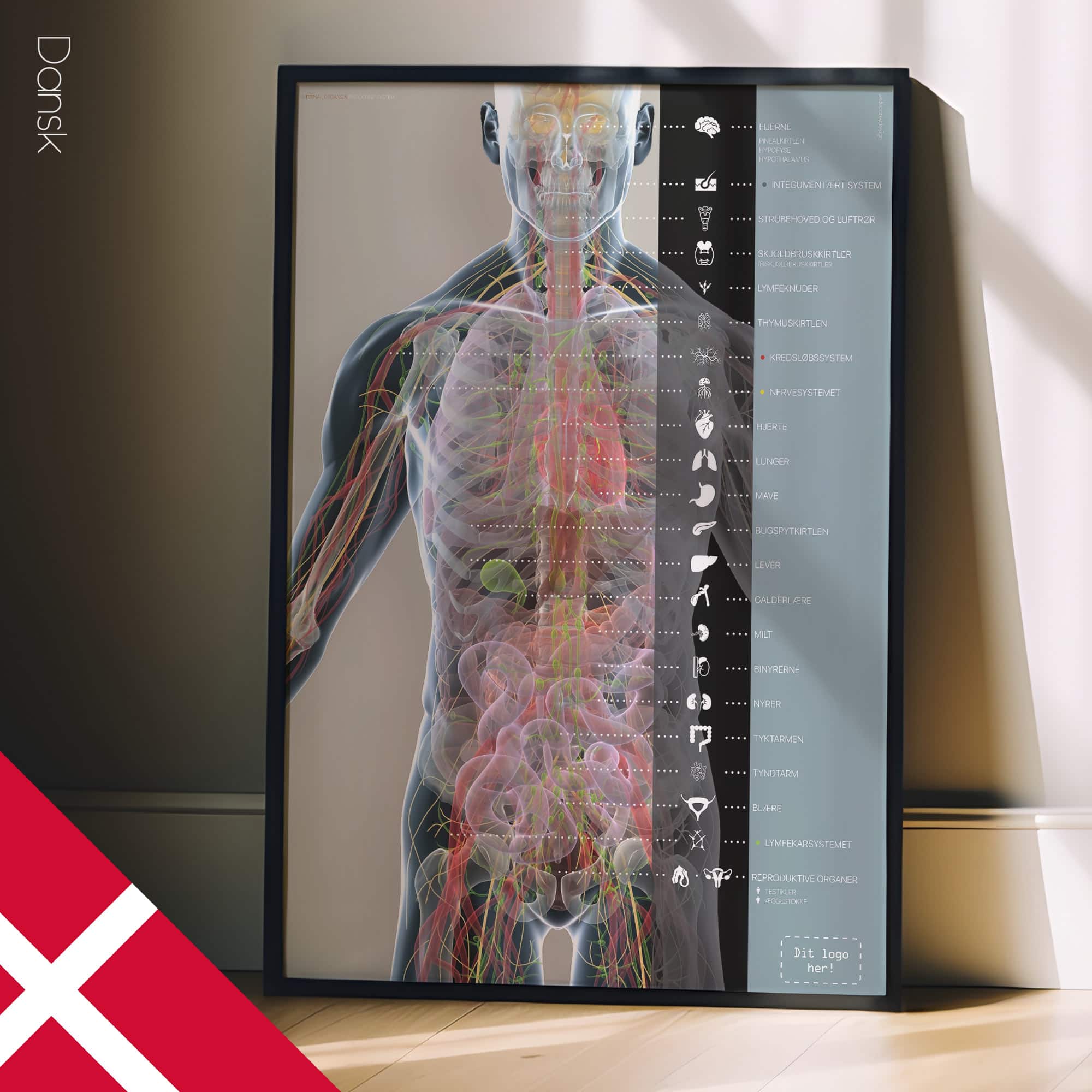 Internal organs and the endocrine system