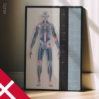 Osteoartrite. Opere d'arte di anatomia e fisiologia da educare.design