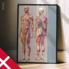 Sclerotomes Pain Map – educare.design Mappa del dolore degli sclerotomi. Opere d'arte di anatomia e fisiologia da educare.design