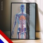 Système cardiovasculaire