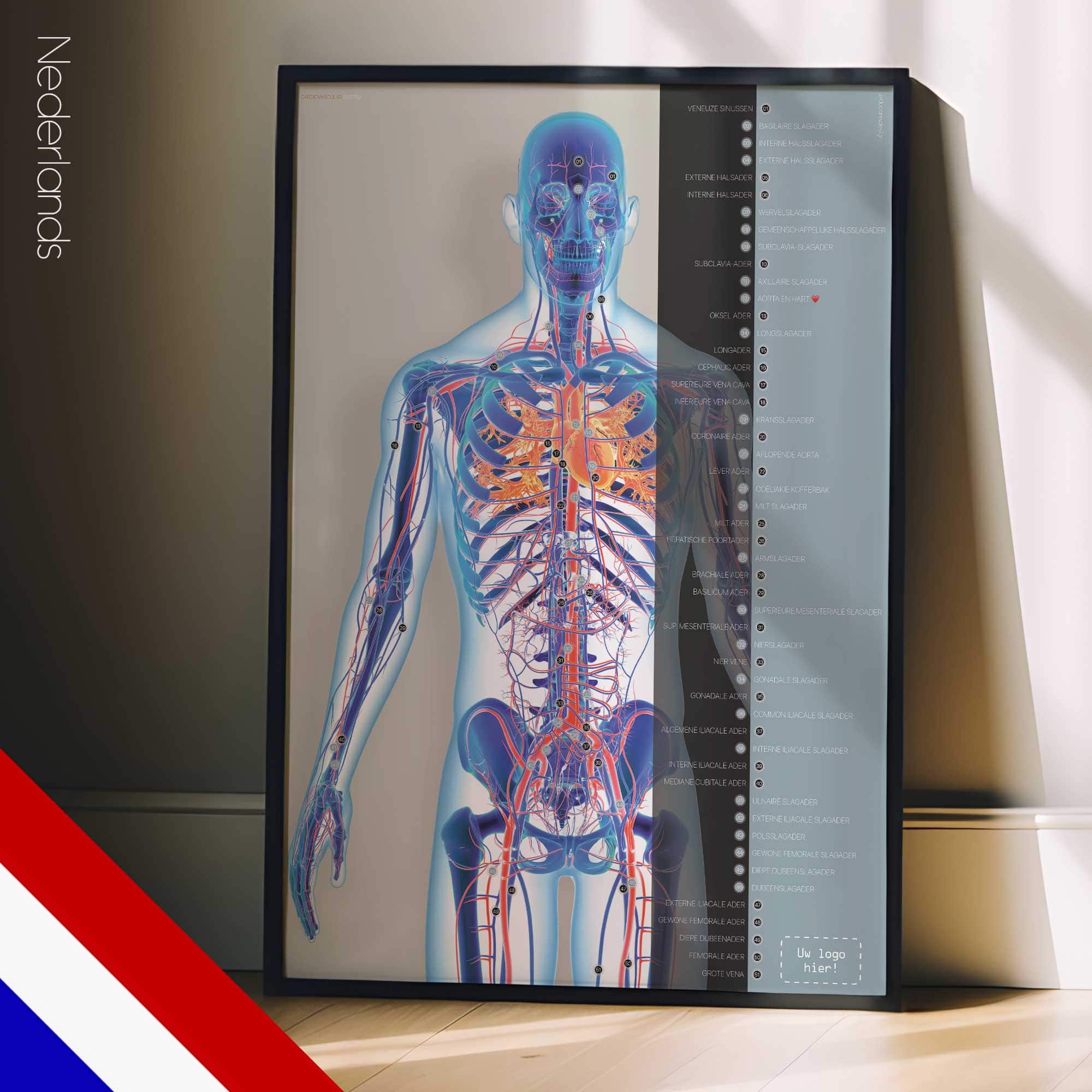 Système cardiovasculaire