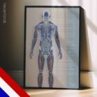 Bloedsomloop- en zenuwstelsel