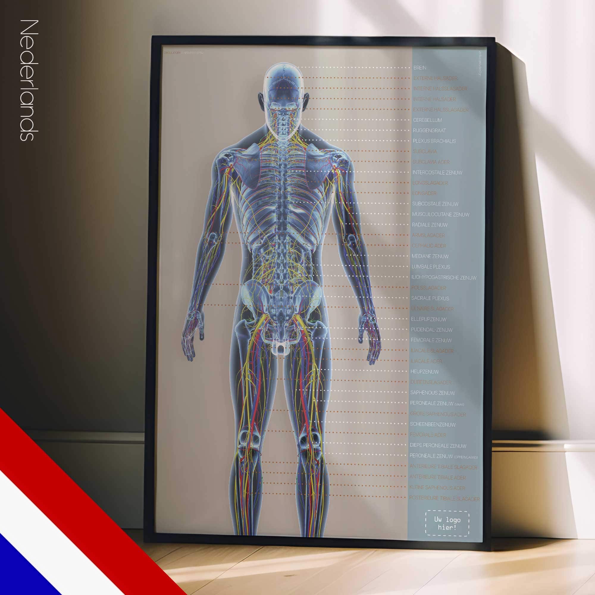 Bloedsomloop- en zenuwstelsel