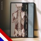 Posturale Beoordeling en Scoliose