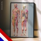 Sclerotomes Pain Map – educare.design Sclerotomen Pijnkaart