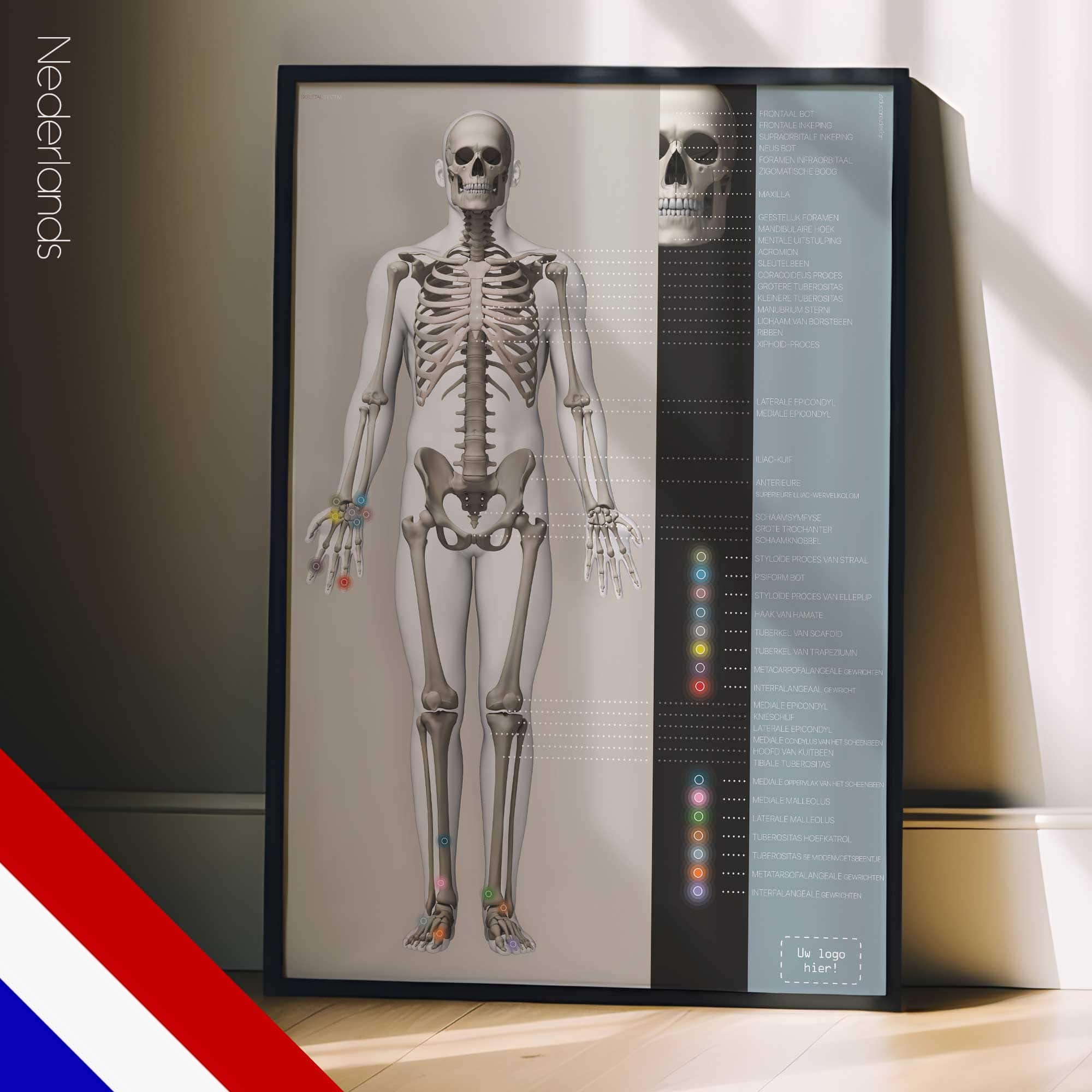 Squelette (Skeletsysteem)