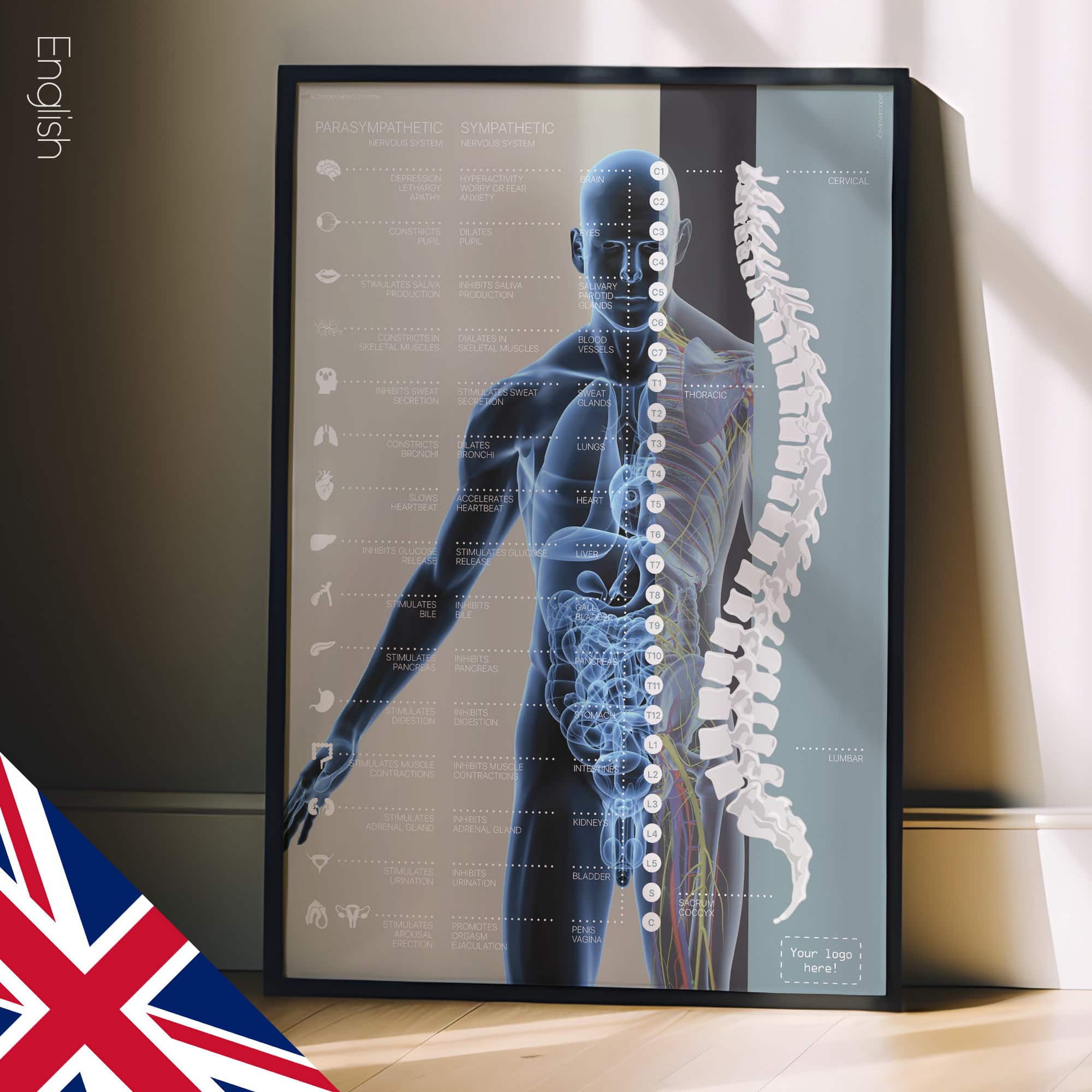 Autonomic Nervous System