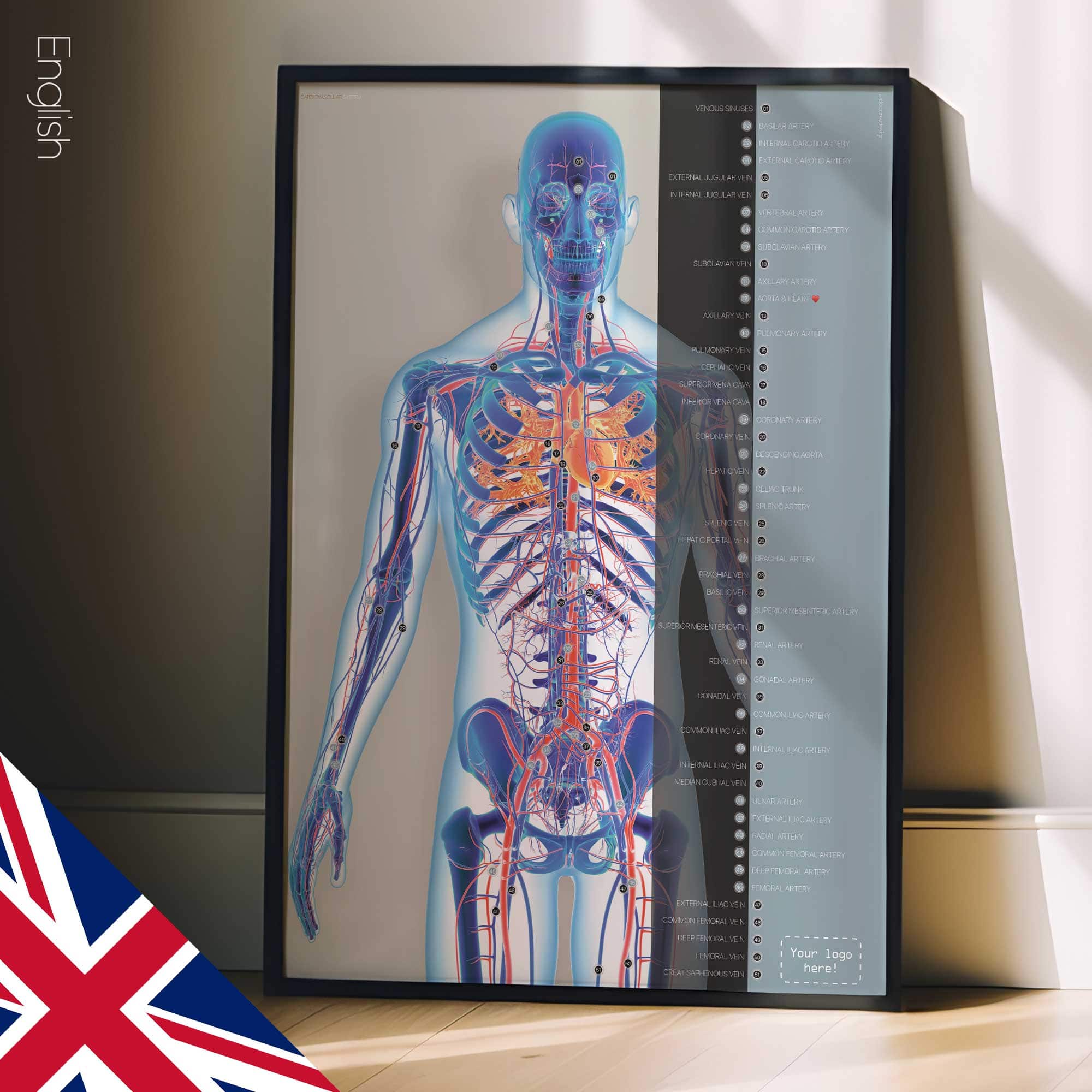 Système cardiovasculaire - dessin de educare.design