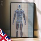 Systèmes circulatoire et nerveux. Dessin d'anatomie et de physiologie d'educare.design