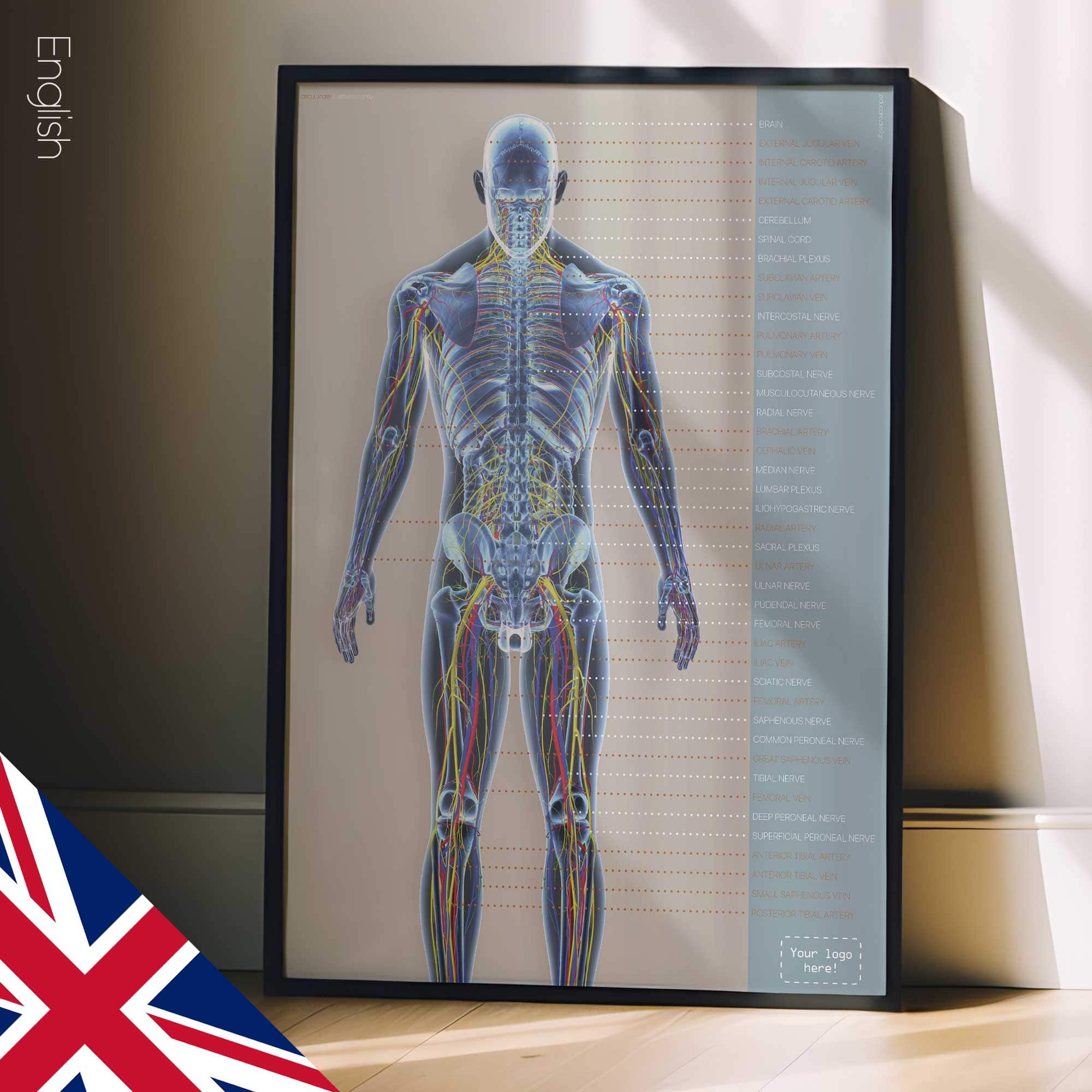 Systèmes circulatoire et nerveux. Dessin d'anatomie et de physiologie d'educare.design