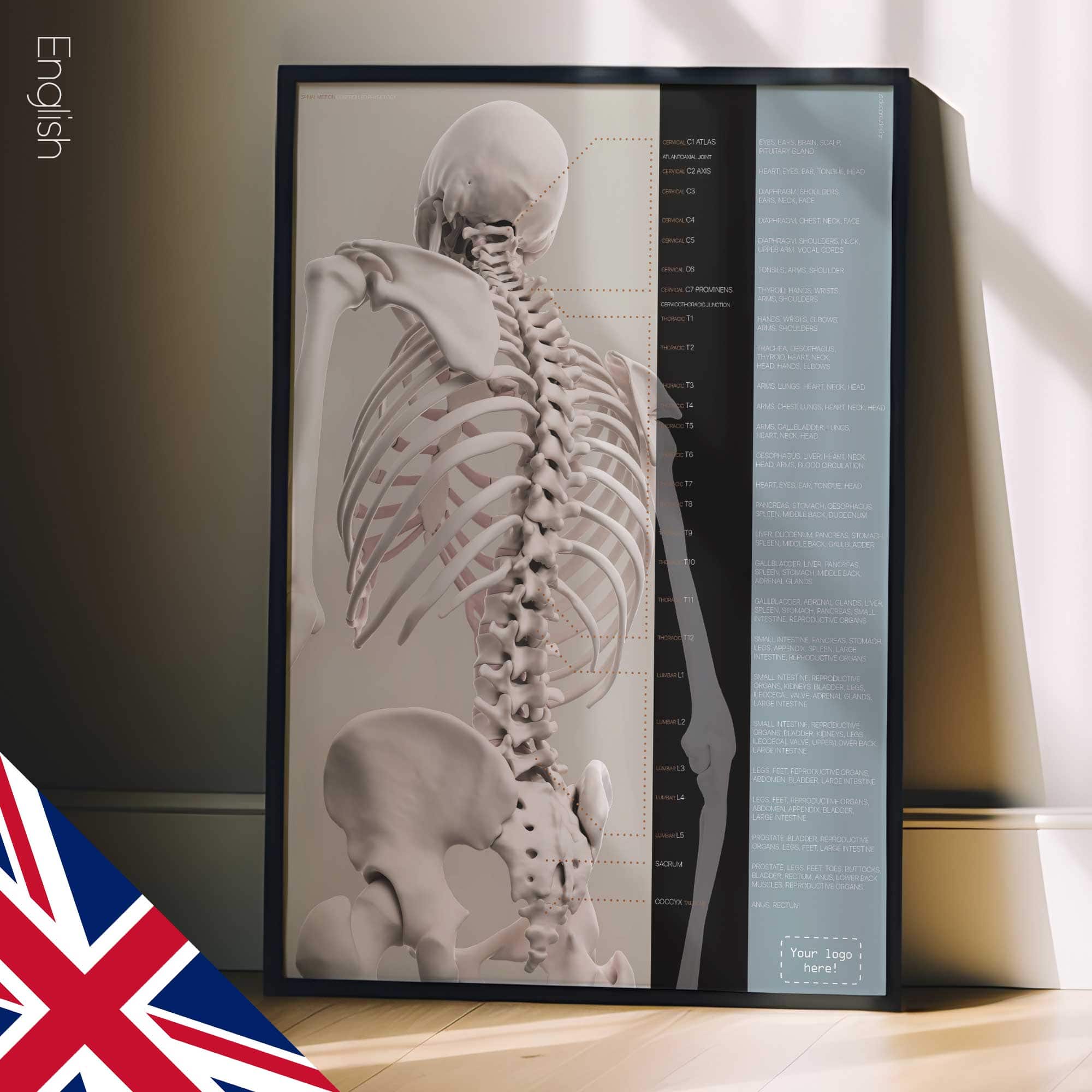 Spinal Motion and controlled physiology. Educational healthcare design from educare.design