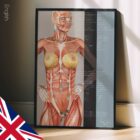 Nutritional Energy Reflex Points (NERP) – educare.design Points réflexes de l'énergie nutritionnelle. Dessin d'anatomie et de physiologie d'educare.design