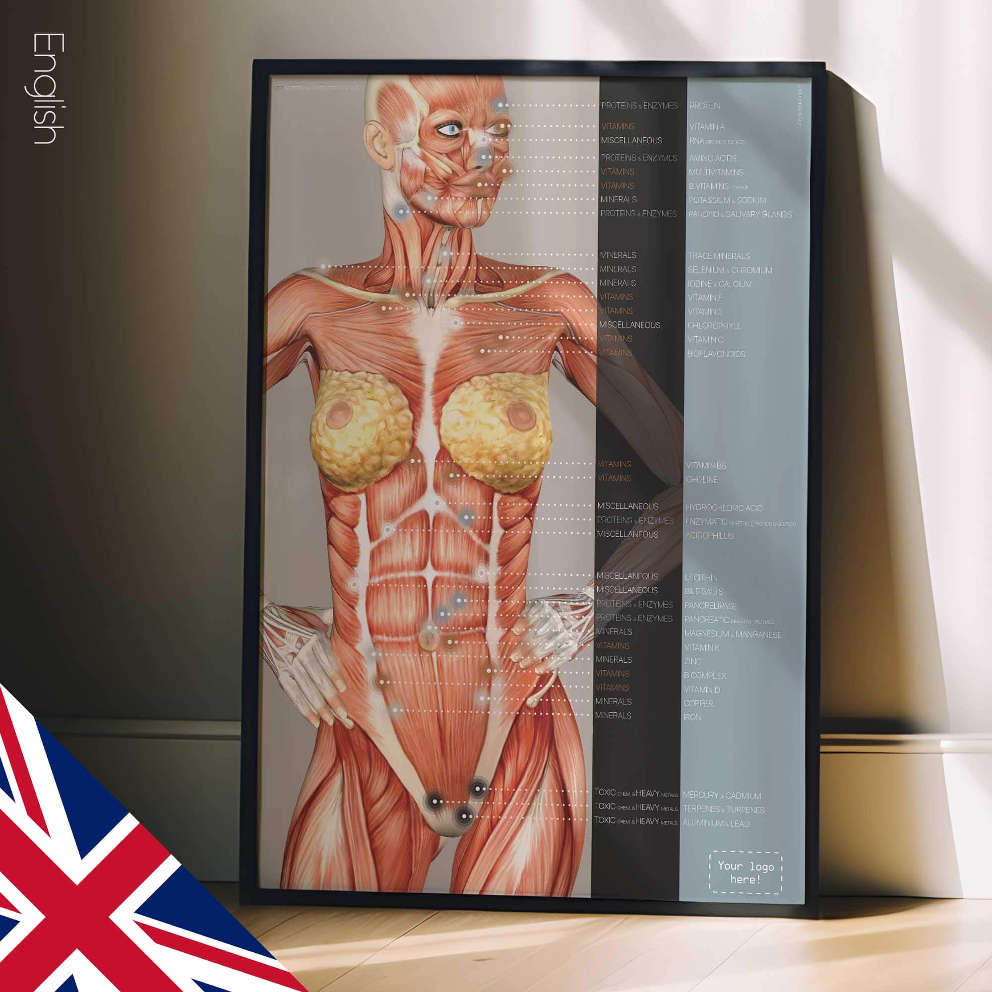 Points réflexes de l'énergie nutritionnelle. Dessin d'anatomie et de physiologie d'educare.design