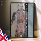 Internal organs and the endocrine system