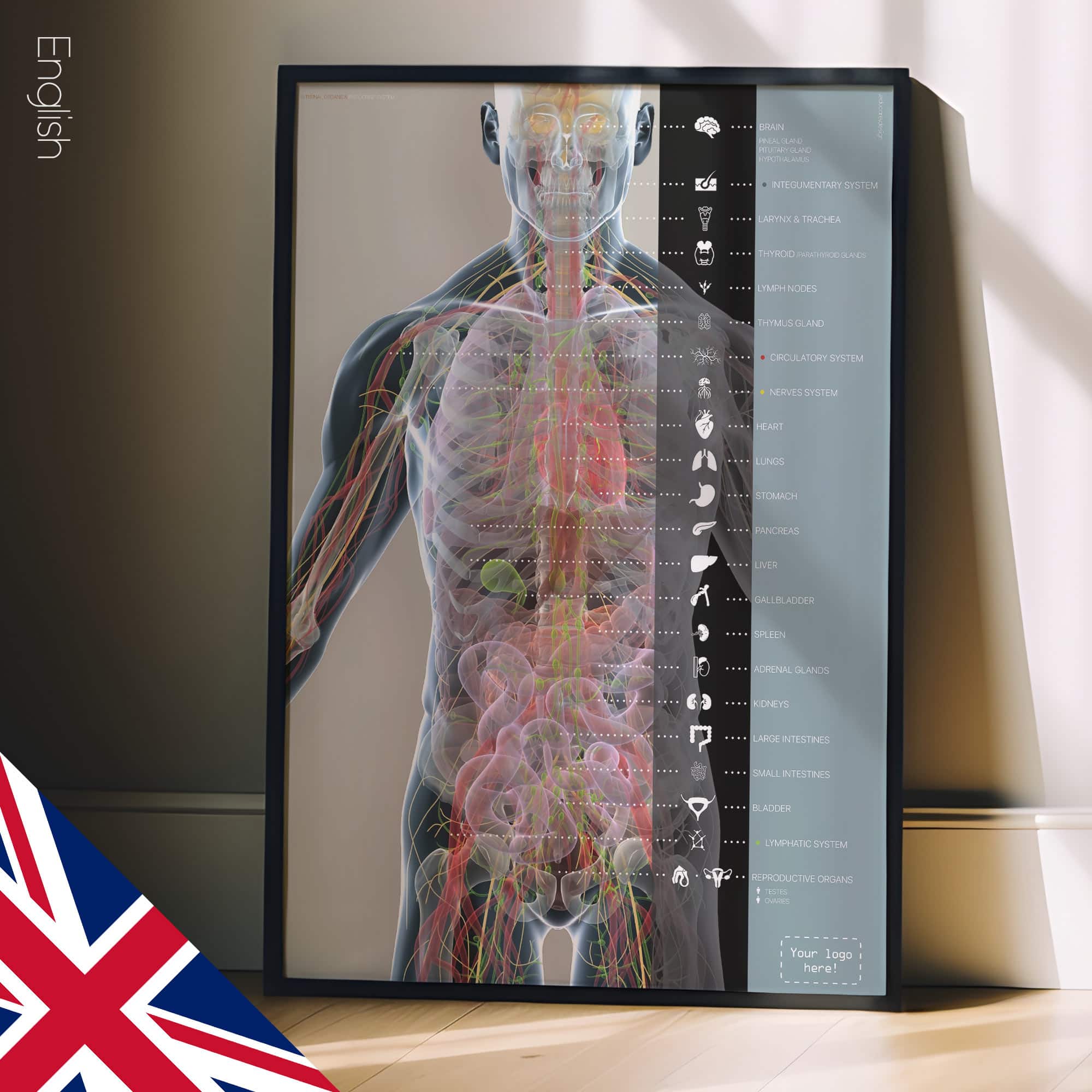 Internal organs and the endocrine system